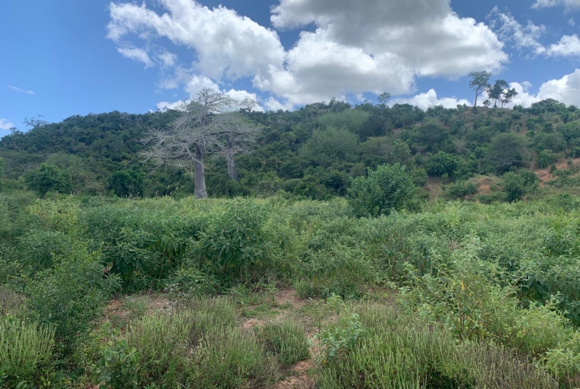 💰 Secure prime land in Marafa, Malindi — 36 acres at just KES 200K per acre. Strategically located near Hell’s Kitchen with eco-tourism, agriculture, and development potential.