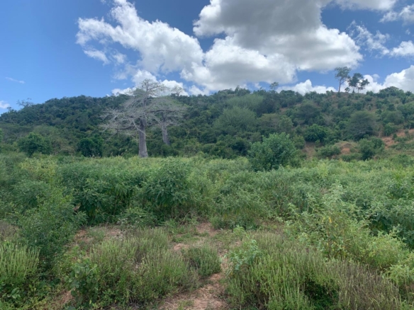 💰 Secure prime land in Marafa, Malindi — 36 acres at just KES 200K per acre. Strategically located near Hell’s Kitchen with eco-tourism, agriculture, and development potential.