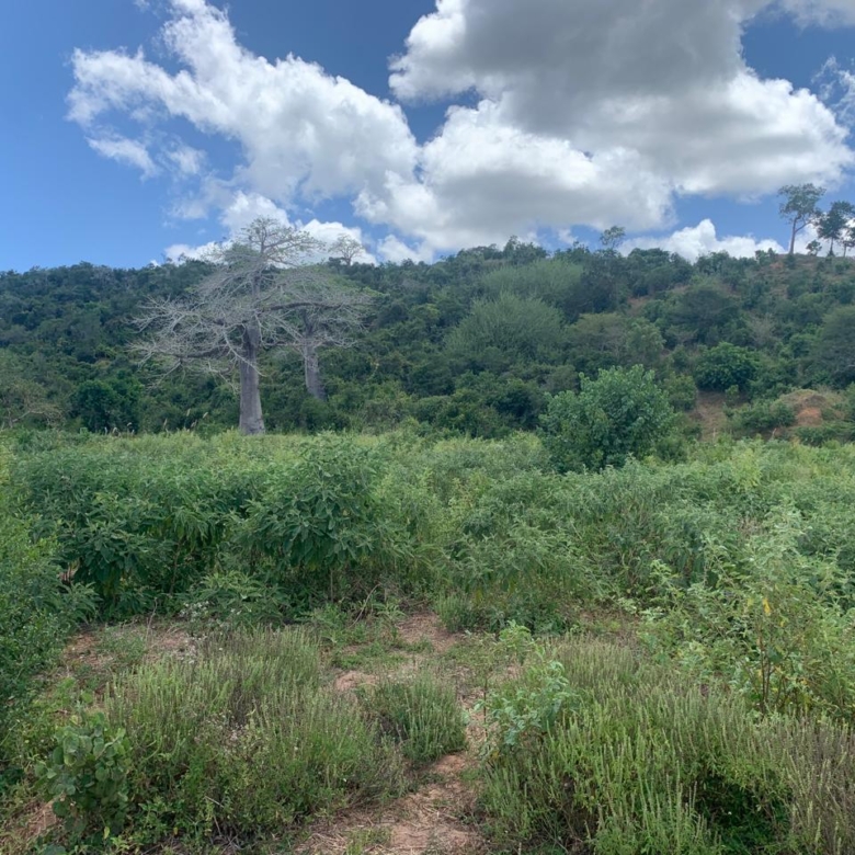 💰 Secure prime land in Marafa, Malindi — 36 acres at just KES 200K per acre. Strategically located near Hell’s Kitchen with eco-tourism, agriculture, and development potential.