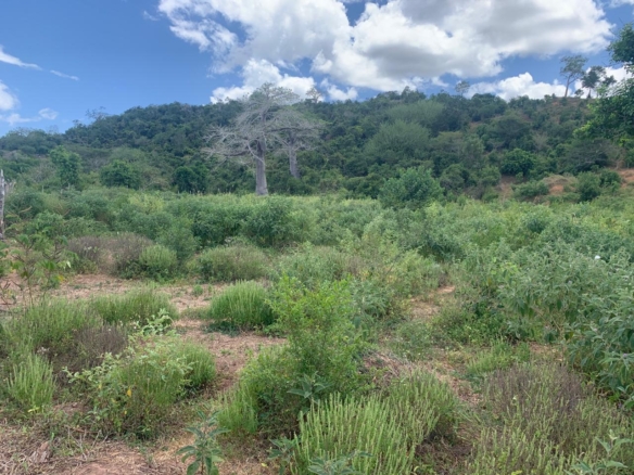 Secure prime land in Marafa, Malindi — 36 acres at just KES 200K per acre. Strategically located near Hell’s Kitchen with eco-tourism, agriculture, and development potential.