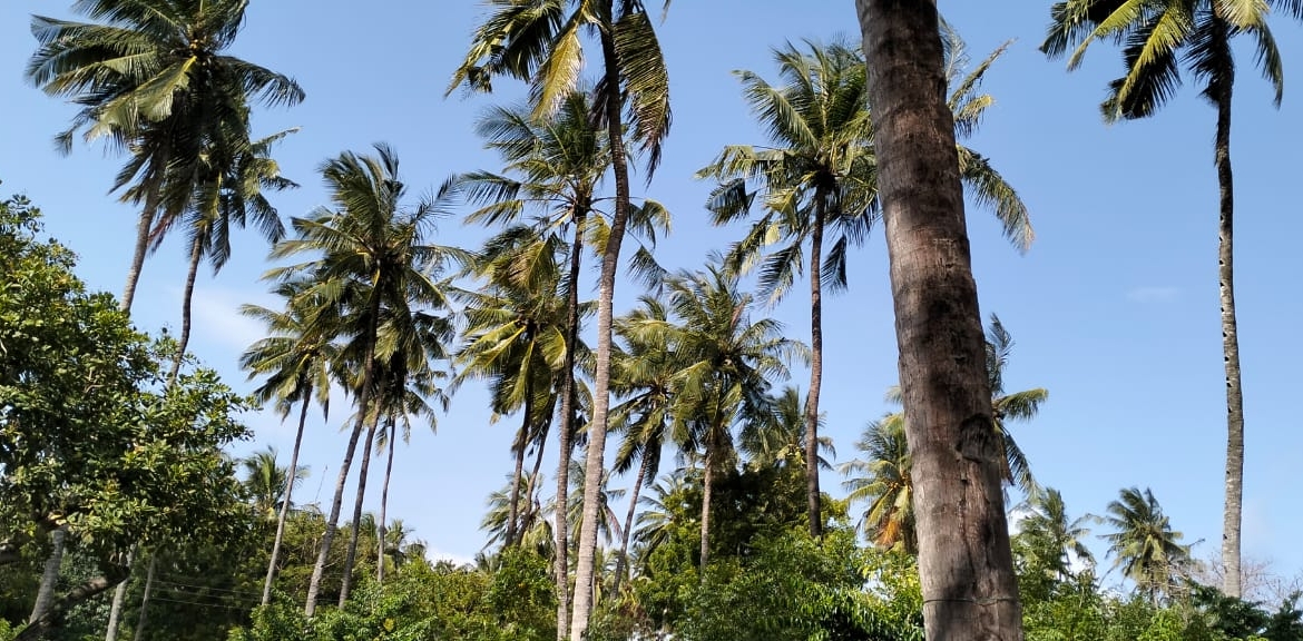 1 acre walled plot for sale in Watamu (Dongo Kundu). Secure coastal land ideal for villa, lodge or investment. KES 25M. Video tour & viewings — contact Mkaazi.