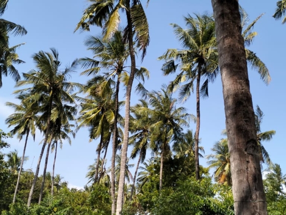 1 acre walled plot for sale in Watamu (Dongo Kundu). Secure coastal land ideal for villa, lodge or investment. KES 25M. Video tour & viewings — contact Mkaazi.