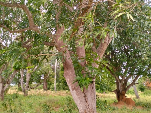 Mombasa road frontage land for sale in Watmau, gede