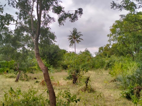1 Acre For Sale in Watamu Gede Ruins