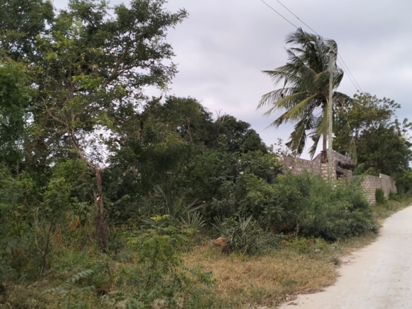 1 acre land near Gede Ruins with visible road frontage and surrounding greenery
