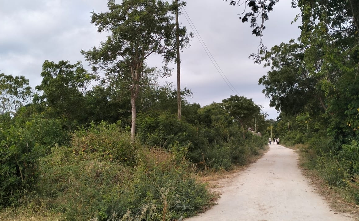 1 acre land near Gede Ruins with visible road frontage and surrounding greenery