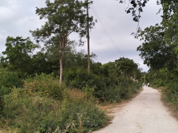 1 acre land near Gede Ruins with visible road frontage and surrounding greenery