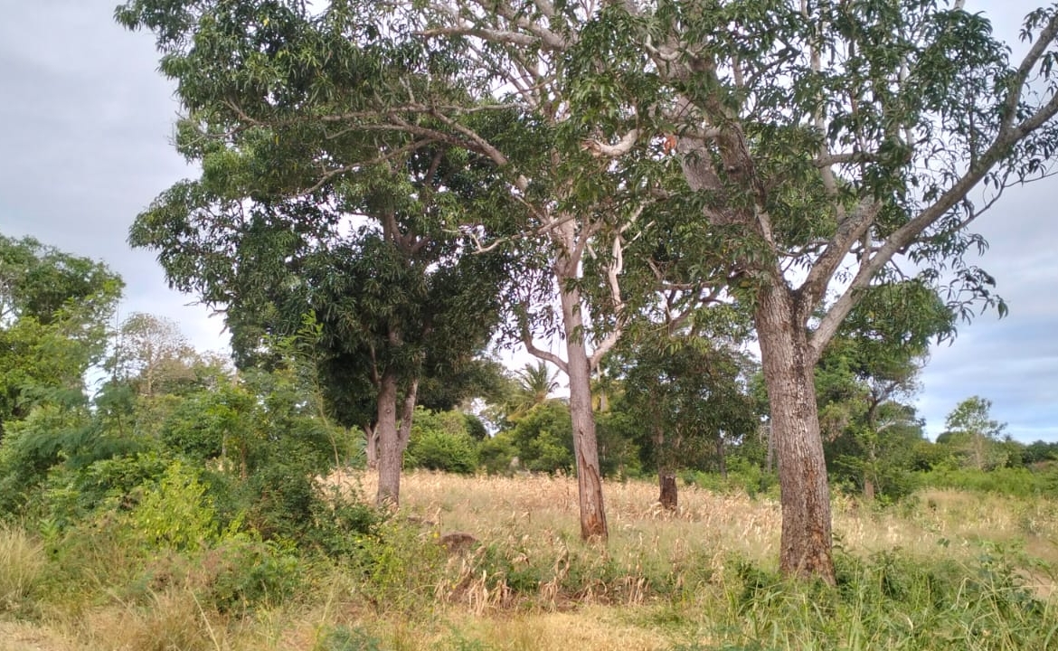 1 acre land near Gede Ruins with visible road frontage and surrounding greenery