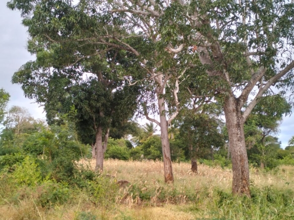 1 acre land near Gede Ruins with visible road frontage and surrounding greenery