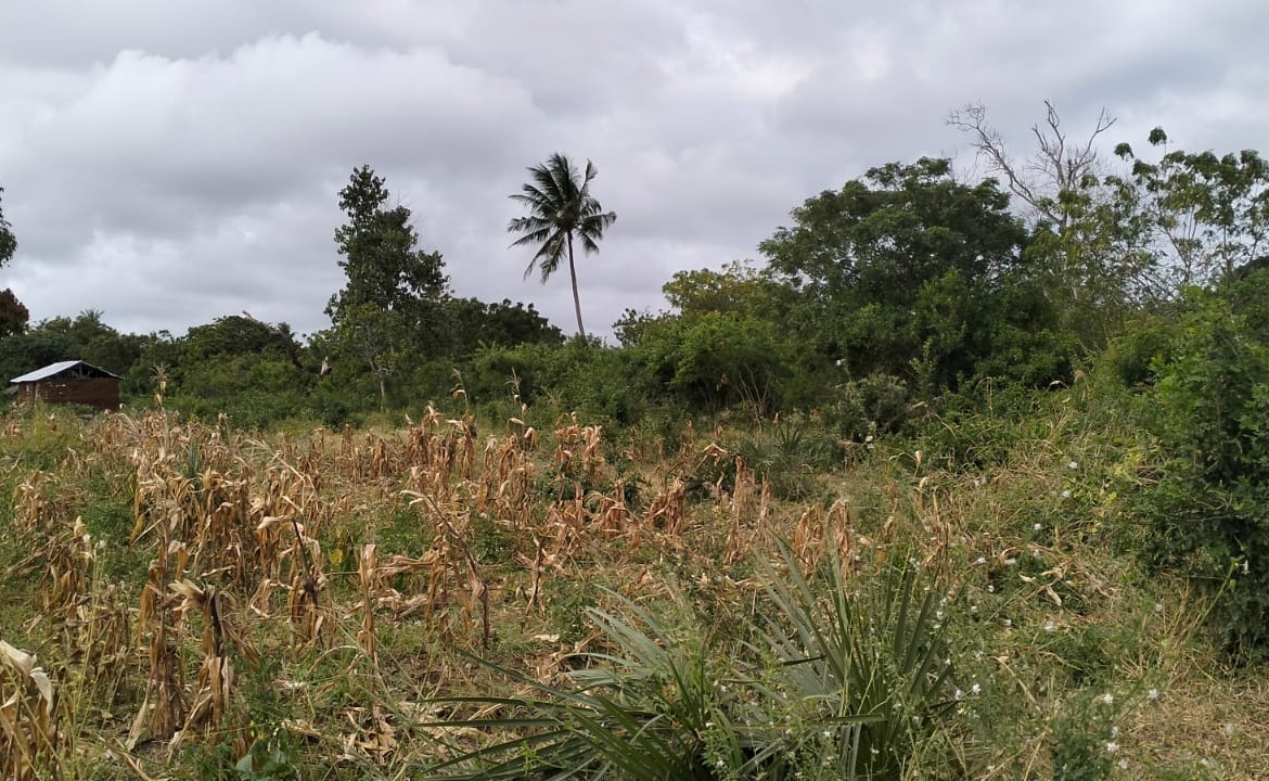 1 acre land near Gede Ruins with visible road frontage and surrounding greenery
