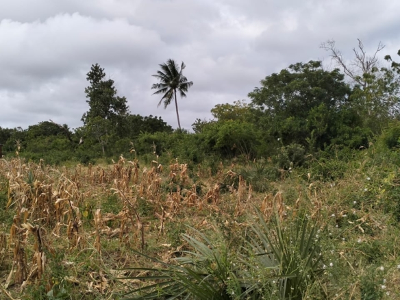 1 acre land near Gede Ruins with visible road frontage and surrounding greenery