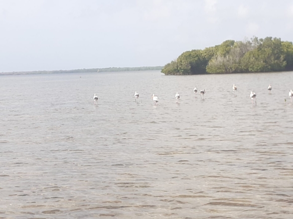 25 Acres beachfront land for sale in Lamu, Pate Island