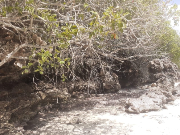 25 Acres beachfront land for sale in Lamu, Pate Island