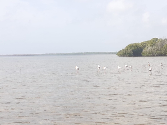 25 Acres beachfront land for sale in Lamu, Pate Island