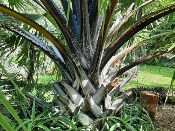 Malindi villa for sale, Ngala Road property, Mtangani real estate, freehold villa Malindi, Malindi luxury homes, Malindi property 35M, tropical villa Malindi, Mkaazi Real Estate