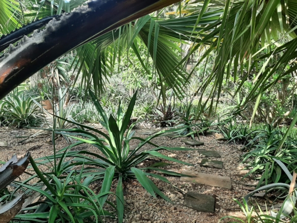 Malindi villa for sale, Ngala Road property, Mtangani real estate, freehold villa Malindi, Malindi luxury homes, Malindi property 35M, tropical villa Malindi, Mkaazi Real Estate