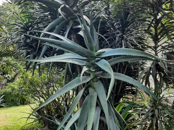 Malindi villa for sale, Ngala Road property, Mtangani real estate, freehold villa Malindi, Malindi luxury homes, Malindi property 35M, tropical villa Malindi, Mkaazi Real Estate