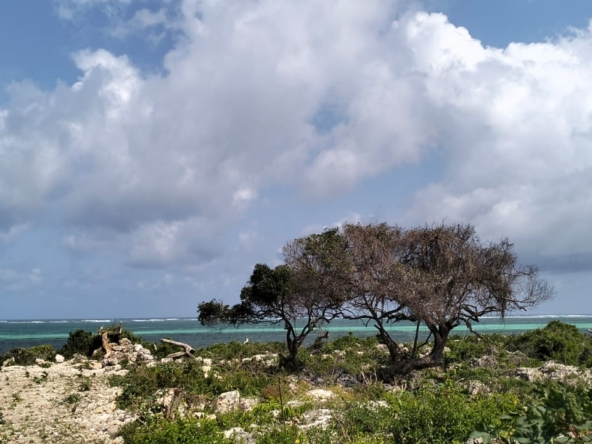 π₯ For sale: 1-acre plot near One Bay, Watamu β Ksh 27.5M. Build your dream villa or eco-retreat in Kenyaβs coastal paradise.
