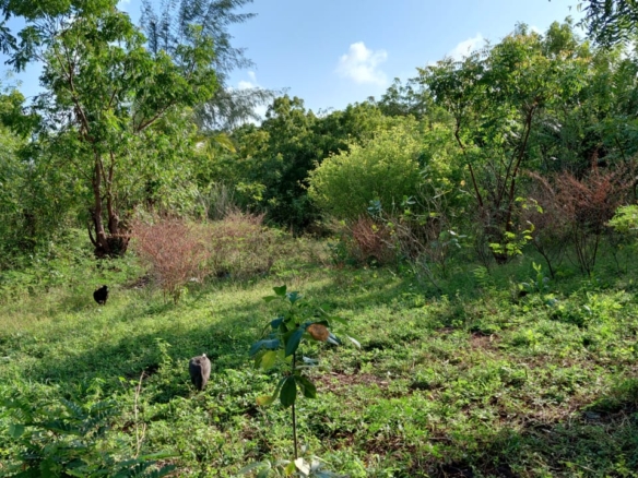 1.25 Acres for sale in Watamu