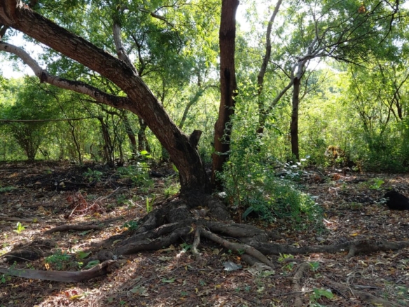 1.25 Acres for sale in Watamu