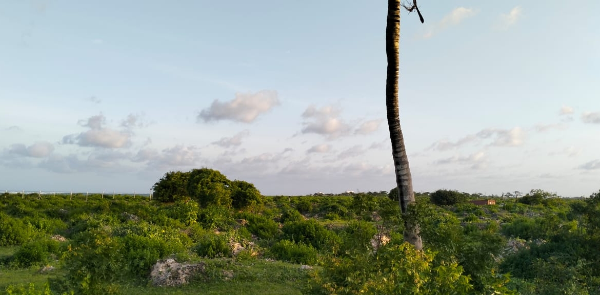 Beachfront Plots for sale in Casuarina Beach Kivulini, Malindi — panoramic Indian Ocean