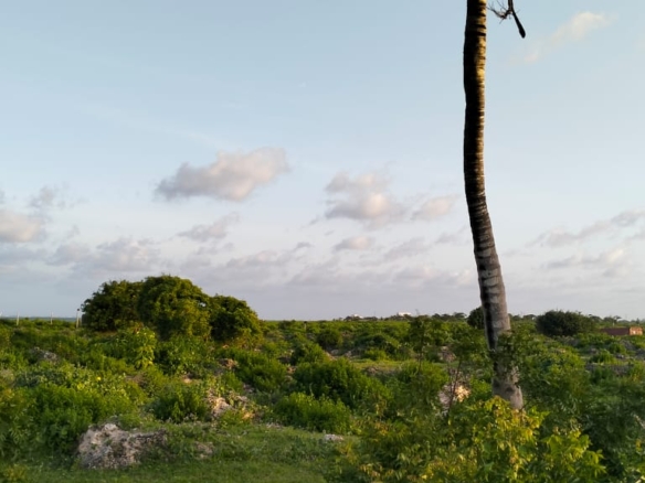 Beachfront Plots for sale in Casuarina Beach Kivulini, Malindi — panoramic Indian Ocean