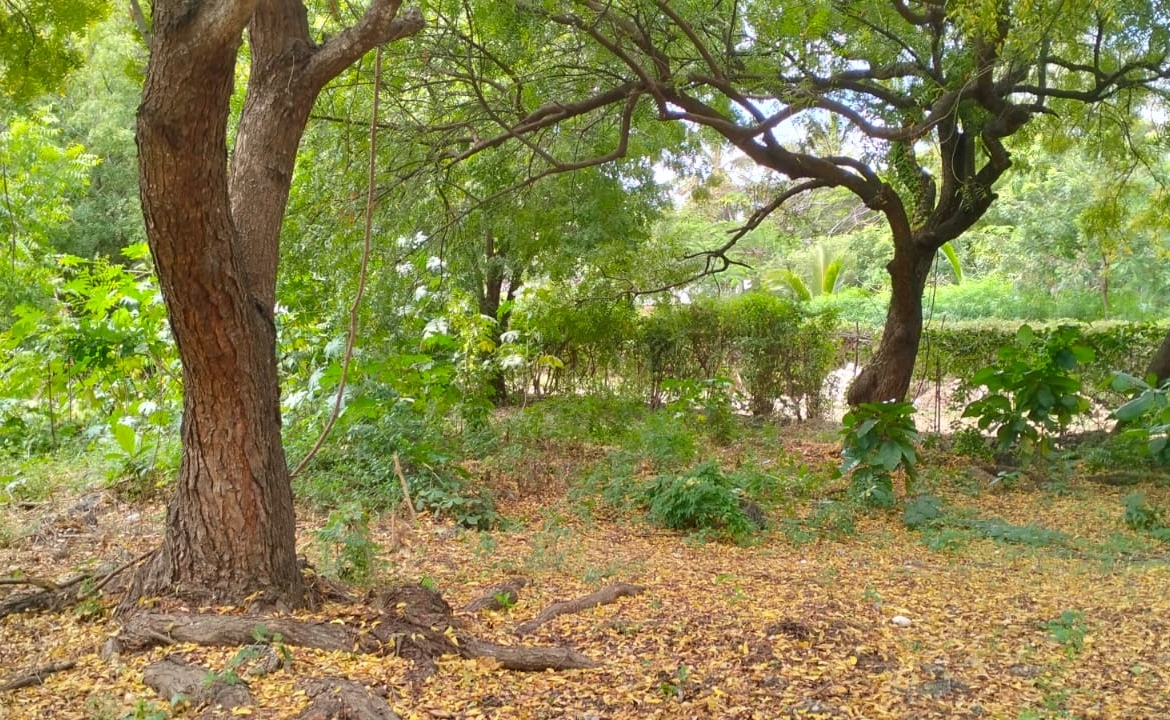 Prime half-acre plot for sale in Watamu, opposite Blue Moon Mall on Turtle Bay Road. Asking Ksh 25M. Clean title, mature trees, fenced, near Hemingway’s.