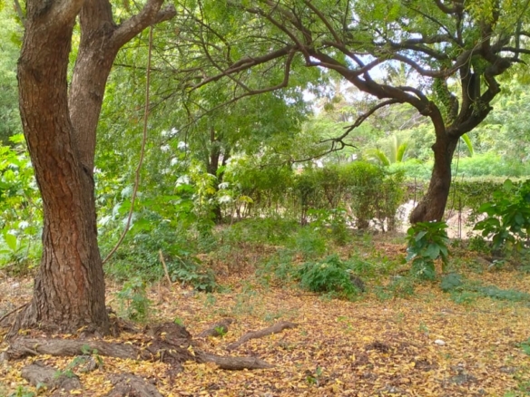 Prime half-acre plot for sale in Watamu, opposite Blue Moon Mall on Turtle Bay Road. Asking Ksh 25M. Clean title, mature trees, fenced, near Hemingway’s.