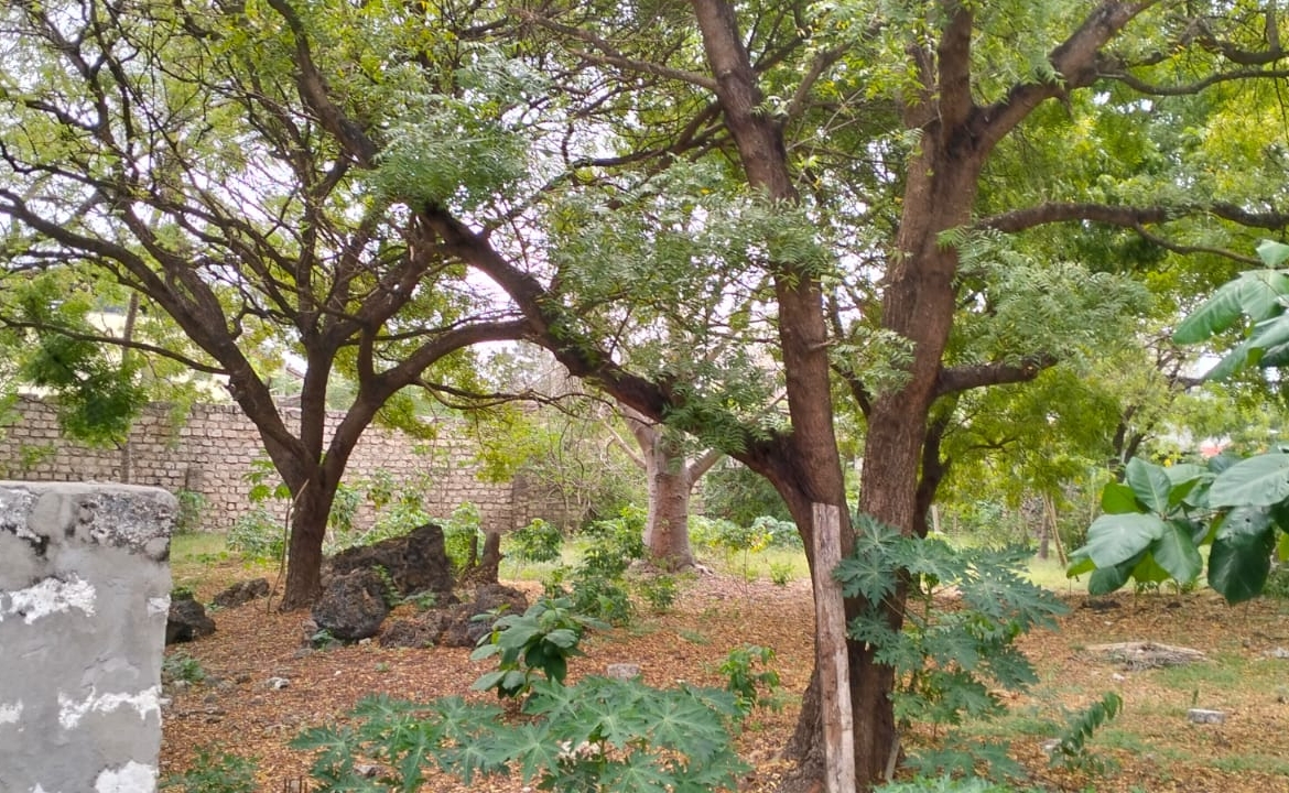 Prime half-acre plot for sale in Watamu, opposite Blue Moon Mall on Turtle Bay Road. Asking Ksh 25M. Clean title, mature trees, fenced, near Hemingway’s.