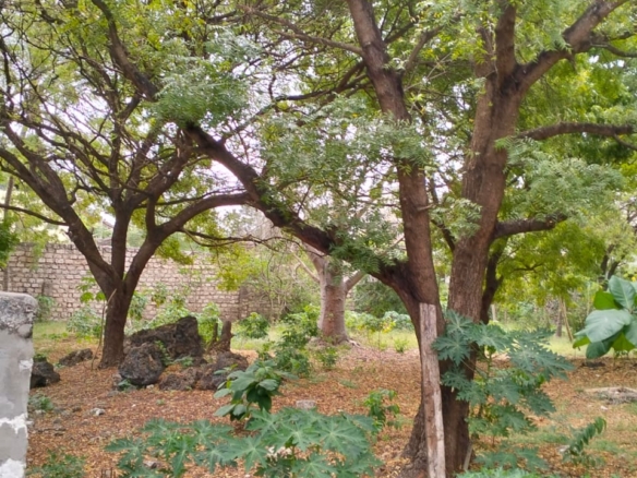 Prime half-acre plot for sale in Watamu, opposite Blue Moon Mall on Turtle Bay Road. Asking Ksh 25M. Clean title, mature trees, fenced, near Hemingway’s.