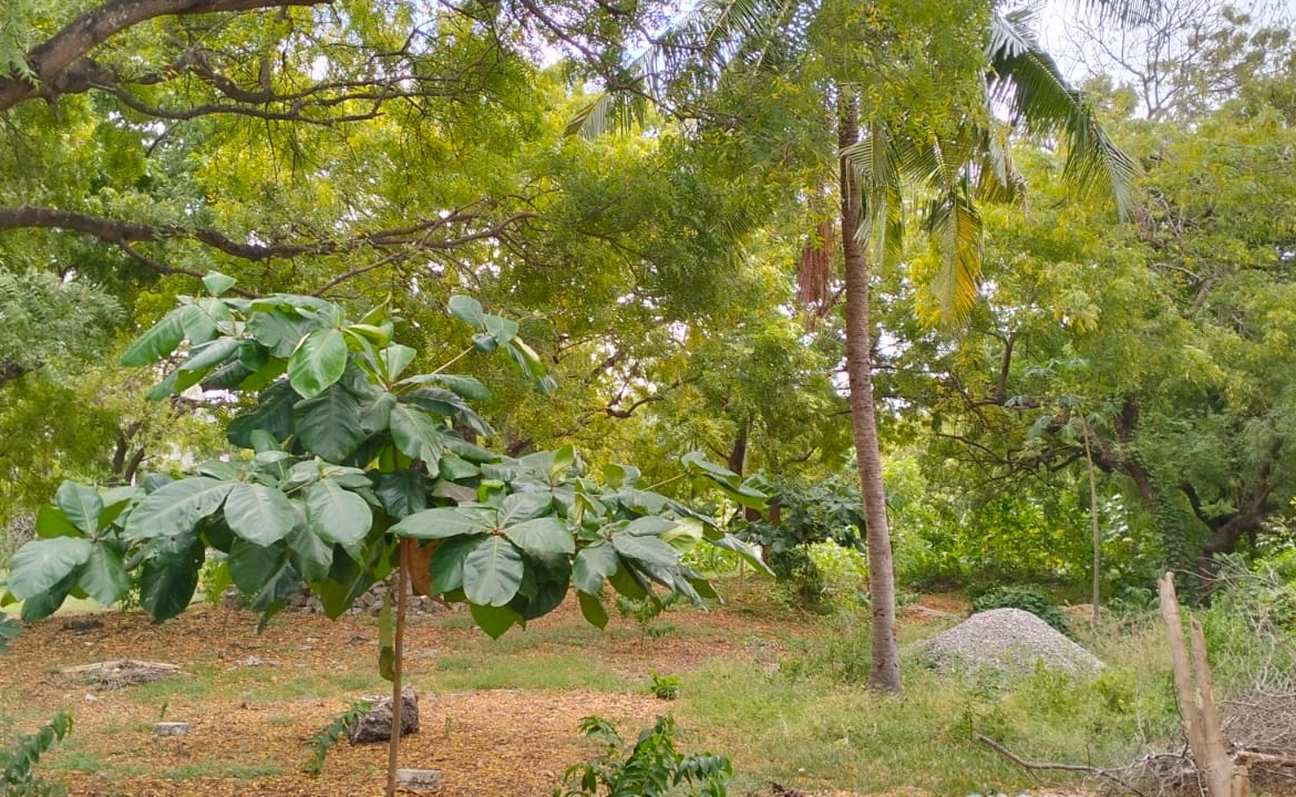 Prime half-acre plot for sale in Watamu, opposite Blue Moon Mall on Turtle Bay Road. Asking Ksh 25M. Clean title, mature trees, fenced, near Hemingway’s.