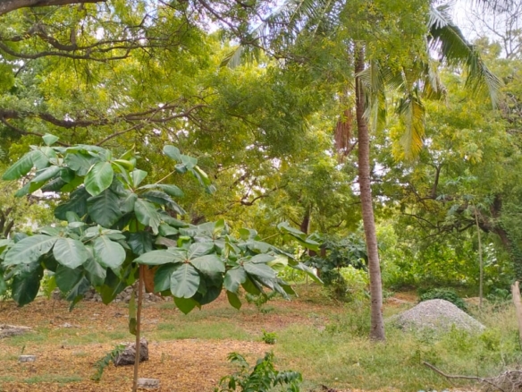 Prime half-acre plot for sale in Watamu, opposite Blue Moon Mall on Turtle Bay Road. Asking Ksh 25M. Clean title, mature trees, fenced, near Hemingway’s.