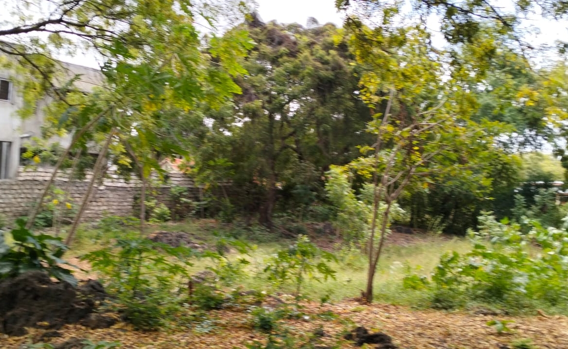 Prime half-acre plot for sale in Watamu, opposite Blue Moon Mall on Turtle Bay Road. Asking Ksh 25M. Clean title, mature trees, fenced, near Hemingway’s.