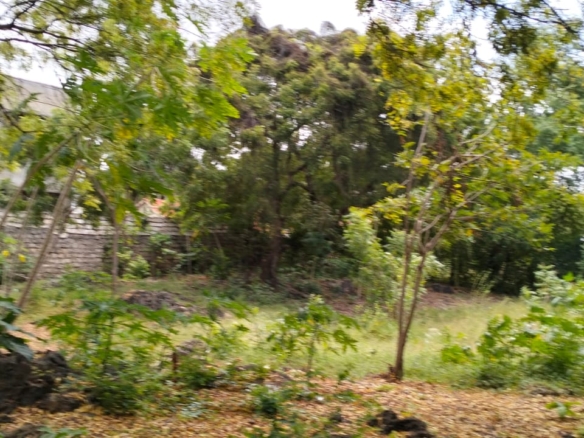 Prime half-acre plot for sale in Watamu, opposite Blue Moon Mall on Turtle Bay Road. Asking Ksh 25M. Clean title, mature trees, fenced, near Hemingway’s.