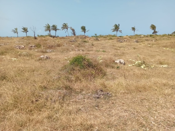 Casuarina Beach shoreline near Kivulini, Malindi — panoramic Indian Ocean view.