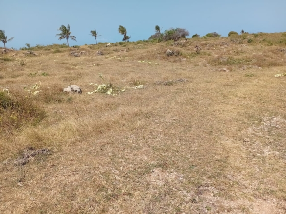 Casuarina Beach shoreline near Kivulini, Malindi — panoramic Indian Ocean view.