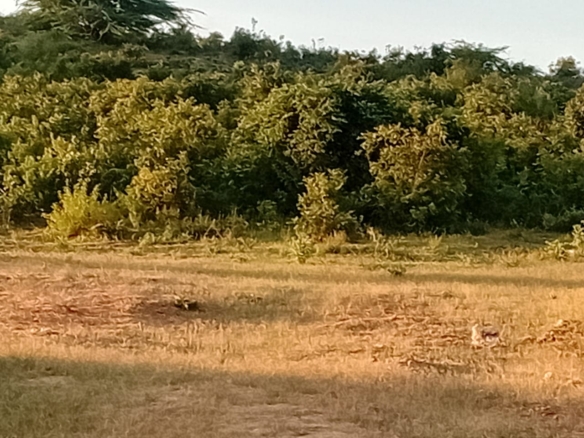 Sabaki Bridge land for sale, 50x100 meter plots Kenya, affordable land Malindi, coastal plots Kilifi