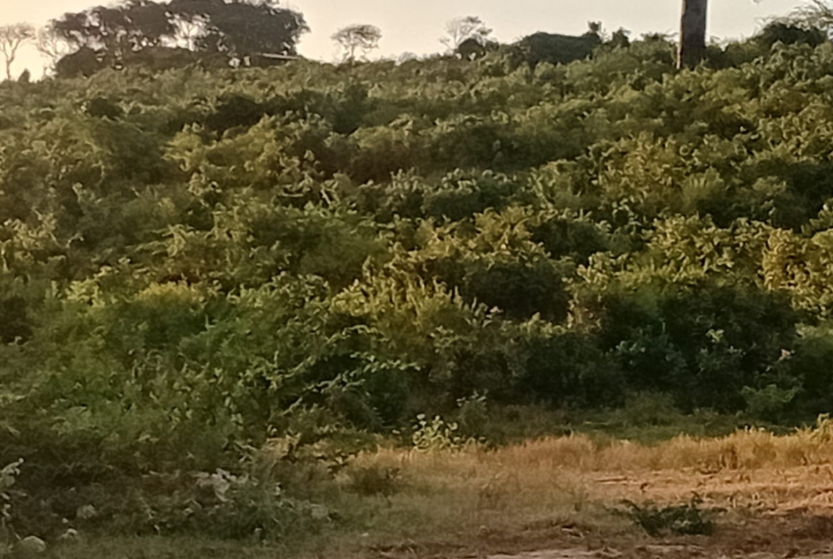 Sabaki Bridge land for sale, 50x100 meter plots Kenya, affordable land Malindi, coastal plots Kilifi