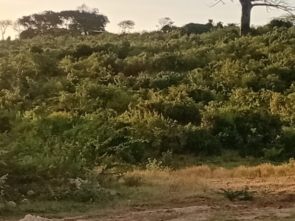 Sabaki Bridge land for sale, 50x100 meter plots Kenya, affordable land Malindi, coastal plots Kilifi