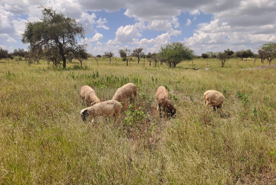 Isinya land for sale, Kajiado land, prime land near Merishaw, Isinya plots, agricultural land Isinya, Isinya real estate, Kajiado investment land, land with water storage, Mkaazi Real Estate