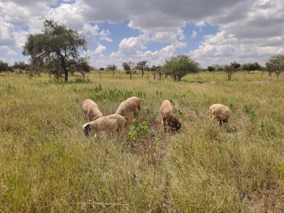 Isinya land for sale, Kajiado land, prime land near Merishaw, Isinya plots, agricultural land Isinya, Isinya real estate, Kajiado investment land, land with water storage, Mkaazi Real Estate