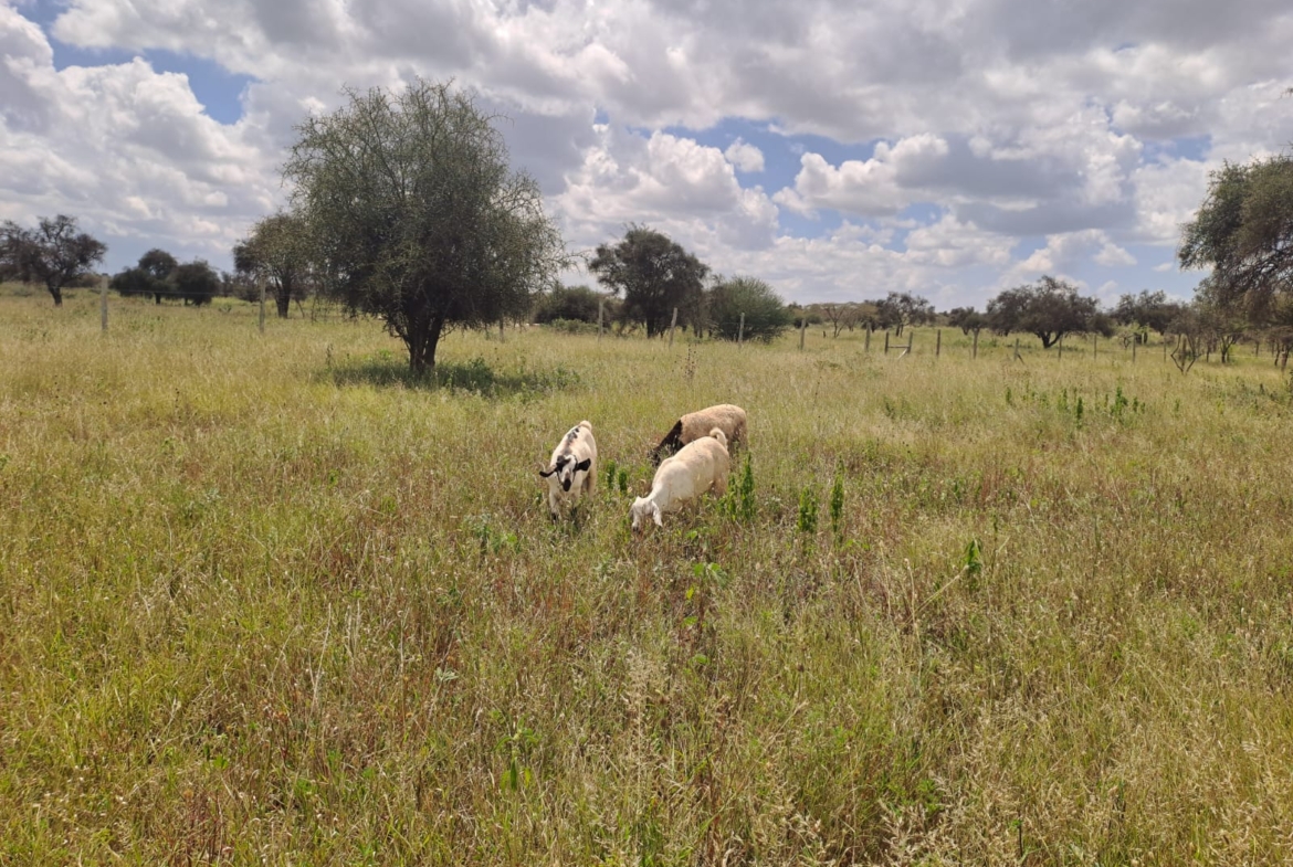 Isinya land for sale, Kajiado land, prime land near Merishaw, Isinya plots, agricultural land Isinya, Isinya real estate, Kajiado investment land, land with water storage, Mkaazi Real Estate