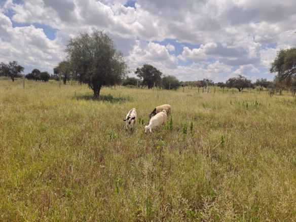 Isinya land for sale, Kajiado land, prime land near Merishaw, Isinya plots, agricultural land Isinya, Isinya real estate, Kajiado investment land, land with water storage, Mkaazi Real Estate