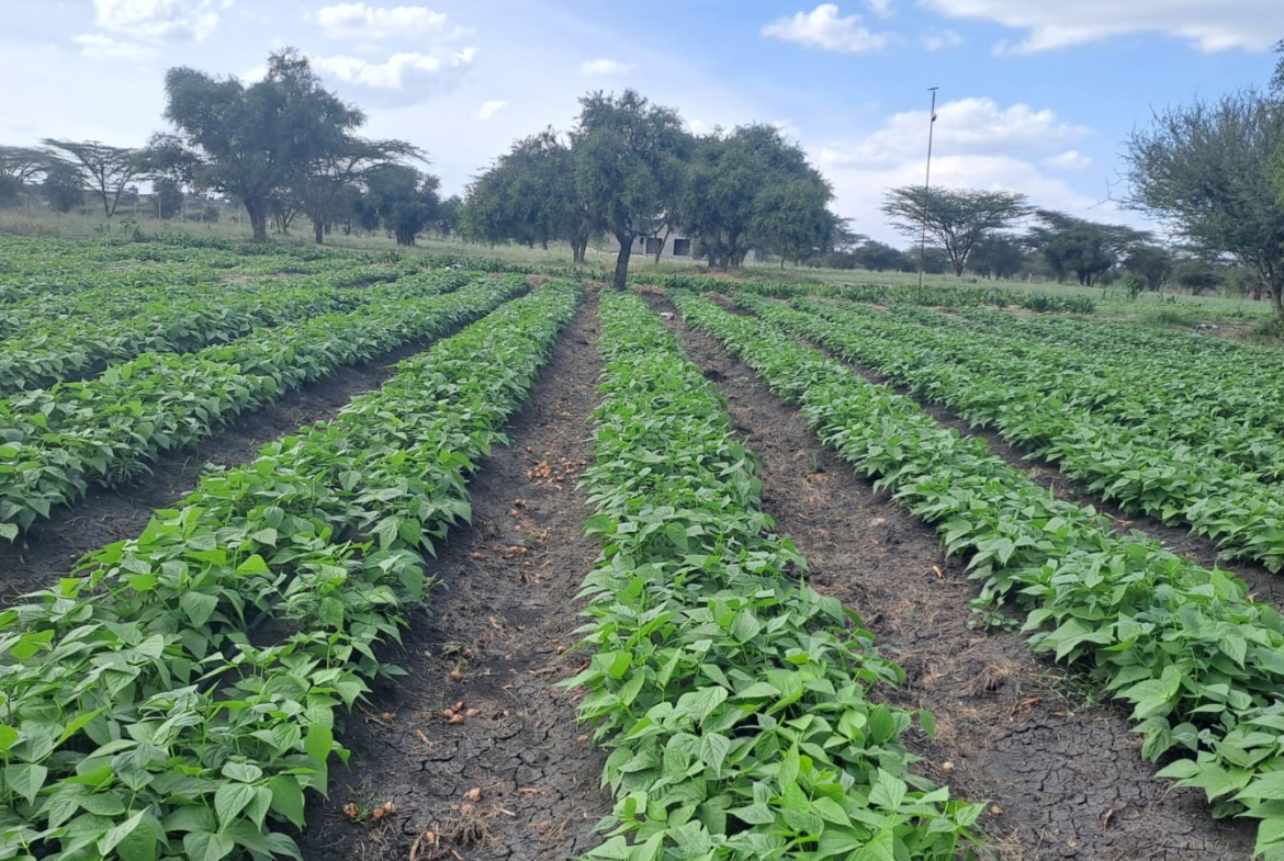 Isinya land for sale, Kajiado land, prime land near Merishaw, Isinya plots, agricultural land Isinya, Isinya real estate, Kajiado investment land, land with water storage, Mkaazi Real Estate