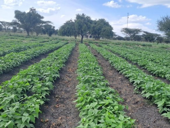 Isinya land for sale, Kajiado land, prime land near Merishaw, Isinya plots, agricultural land Isinya, Isinya real estate, Kajiado investment land, land with water storage, Mkaazi Real Estate
