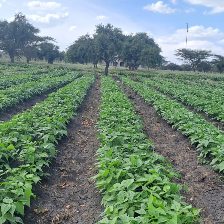 Isinya land for sale, Kajiado land, prime land near Merishaw, Isinya plots, agricultural land Isinya, Isinya real estate, Kajiado investment land, land with water storage, Mkaazi Real Estate