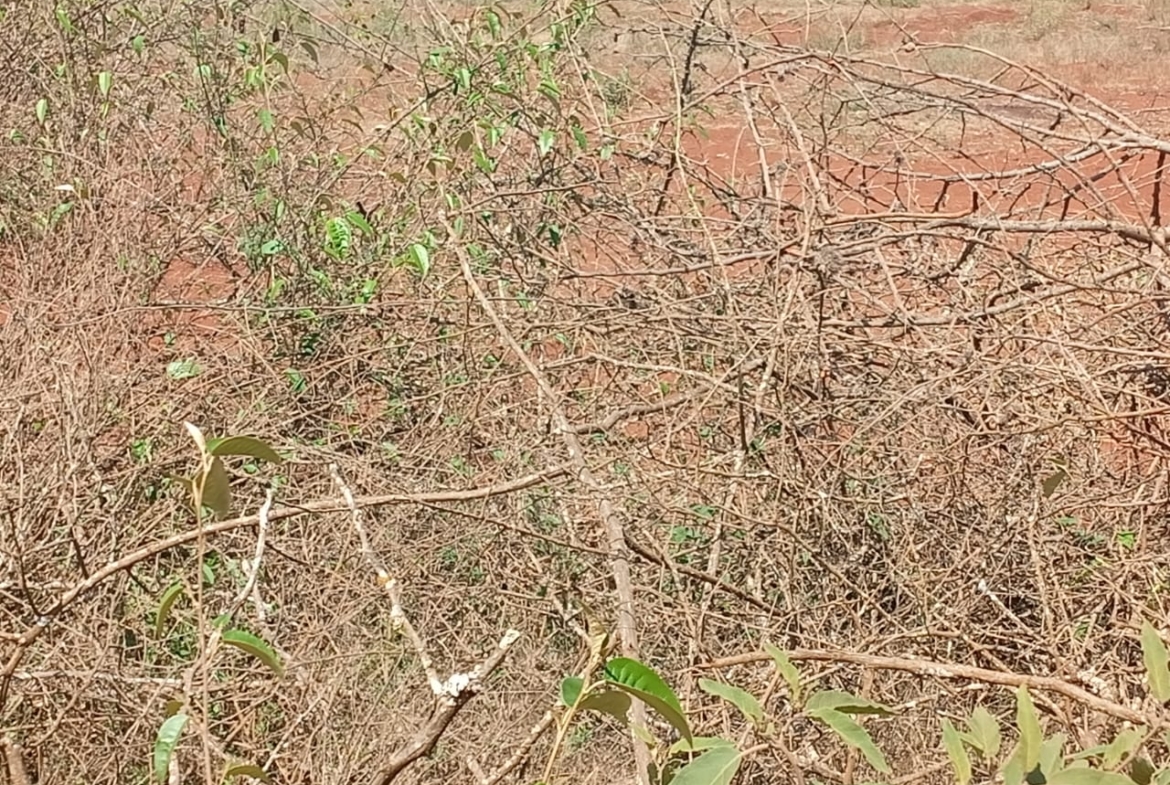 Land for sale Entarara Rombo Loitokitok, Kilimanjaro land Kenya, Loitokitok investment property, farmland for sale Kenya, eco-lodge land Kilimanjaro, Mkaazi Real Estate