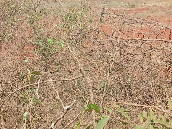 Land for sale Entarara Rombo Loitokitok, Kilimanjaro land Kenya, Loitokitok investment property, farmland for sale Kenya, eco-lodge land Kilimanjaro, Mkaazi Real Estate