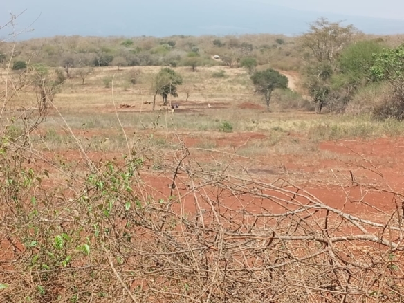 Land for sale Entarara Rombo Loitokitok, Kilimanjaro land Kenya, Loitokitok investment property, farmland for sale Kenya, eco-lodge land Kilimanjaro, Mkaazi Real Estate