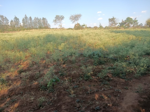 3 Acres for in Kithimani on the river